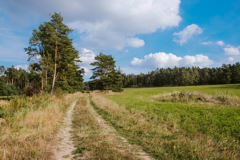 Typické pro tuto část Třebíčska jsou ostrůvky s balvany a borovicemi. Foto Pavel Rybníček.