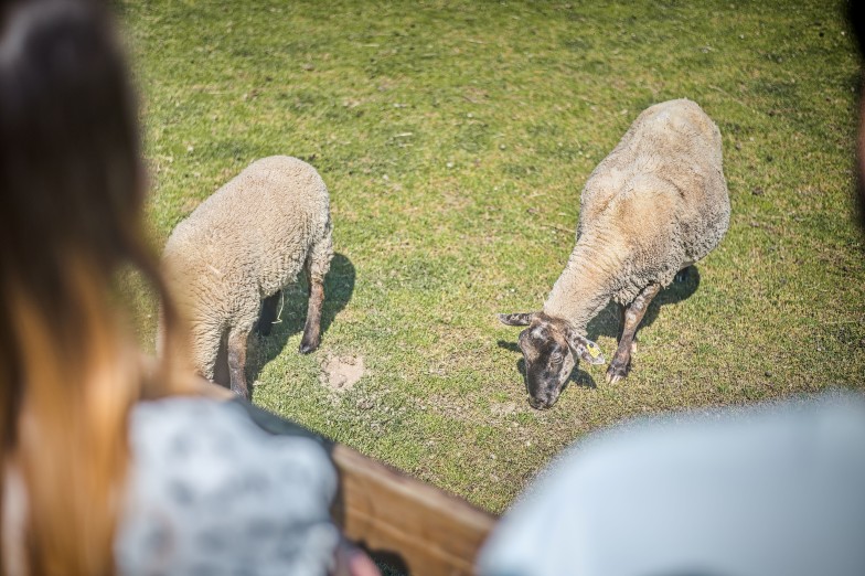Nezapomeňte navštívit ani výběh se zvířaty. Foto Vít Bláha.