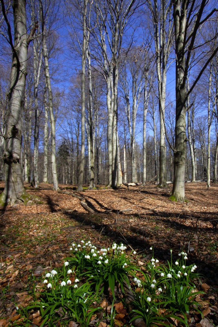 Habrová seč