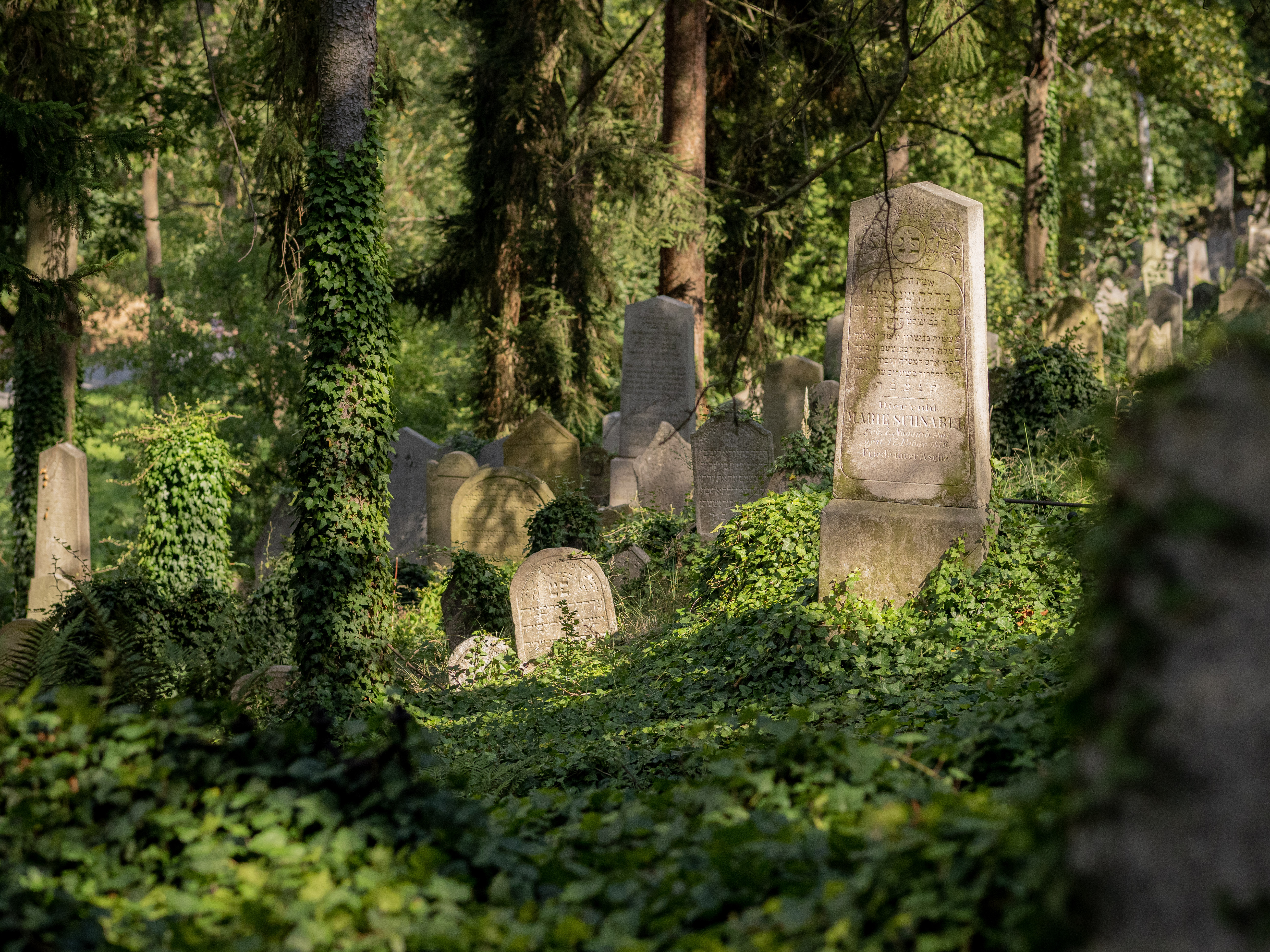 Židovská hřbitov v Třebíči je jedním z nejrozsáhlejších v Česku. Foto Bára Jahodová.